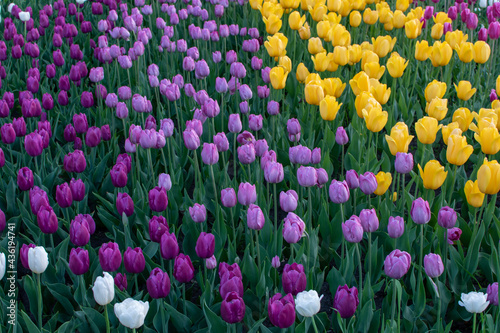 field of tulips