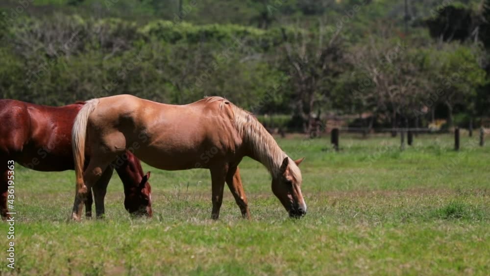 Slow Motion Lockdown Shot Of Brown Horses Grazing In Farm On Sunny Day - Oahu, Hawaii Slow Motion Lockdown Shot Of Brown Horses Grazing In Farm On Sunny Day - Oahu, Hawaii