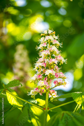 beautiful blossoming of the chestnut in the spring pink and white little flowers and green leaves 