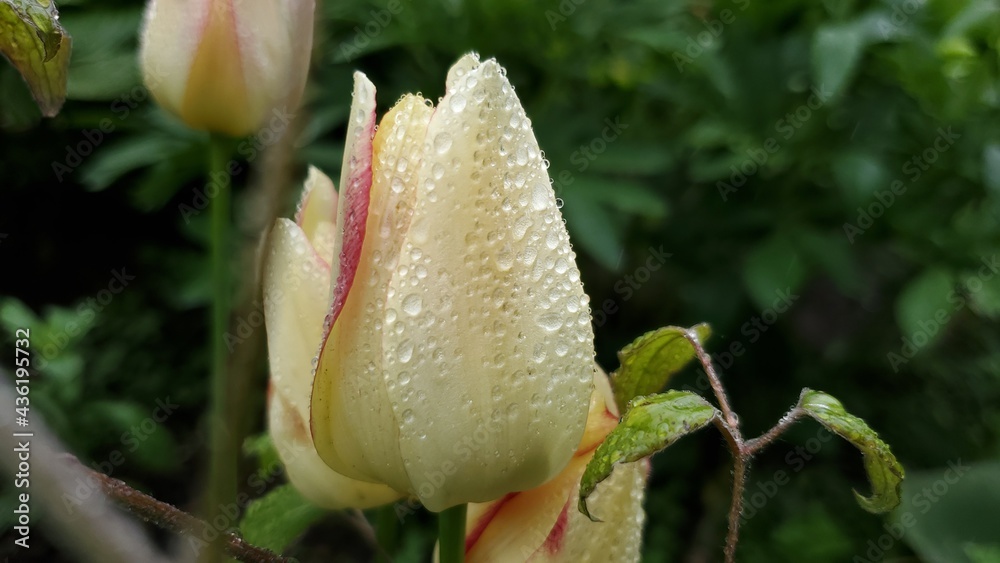 yellow tulip. after the rain in the garden yellow tulip. after the rain in the garden