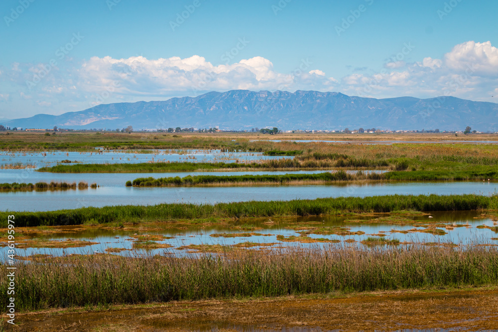 Picture of rice fields in Ebro Delta situated in Tarragona, Spain, with mountains, trees and clouds in the sky.