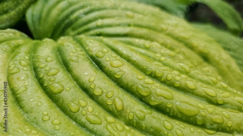 raindrops on a green leaf with a blurred effect.for textures and backgrounds