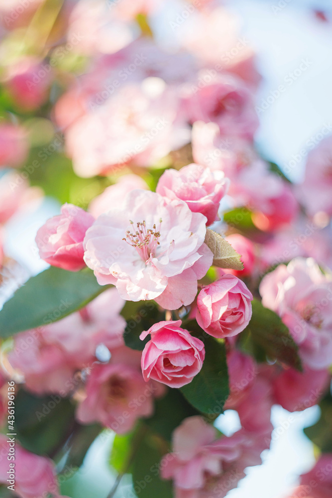 Obraz premium Apple tree branches with pink flowers