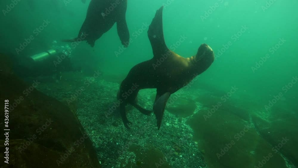 Close-Up Shot Of Scuba Diver And Seal Swimming In Sea - British Columbia, Canada Close-Up Shot Of Scuba Diver And Seal Swimming In Sea - British Columbia, Canada