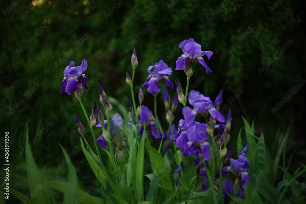 Purple iris flowers bush growing in a spring garden.
