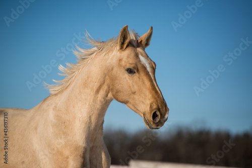 Palomino im Schnee © ScullyPictures