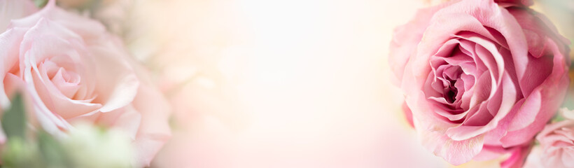 Nature of rose flower in garden using as background cover page natural flora valentine's day wallpaper