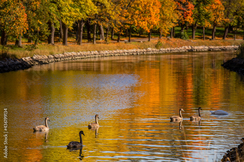 Autumn on a beautiful river with swans
