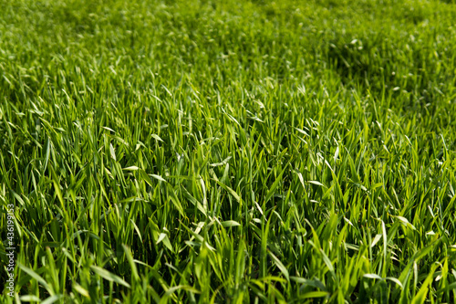 Young green wheat seedlings growing in soil on a field. Close up on sprouting rye on a field. Sprouts of rye. Sprouts of young barley or wheat that have sprouted in the soil. Agriculture, cultivation.