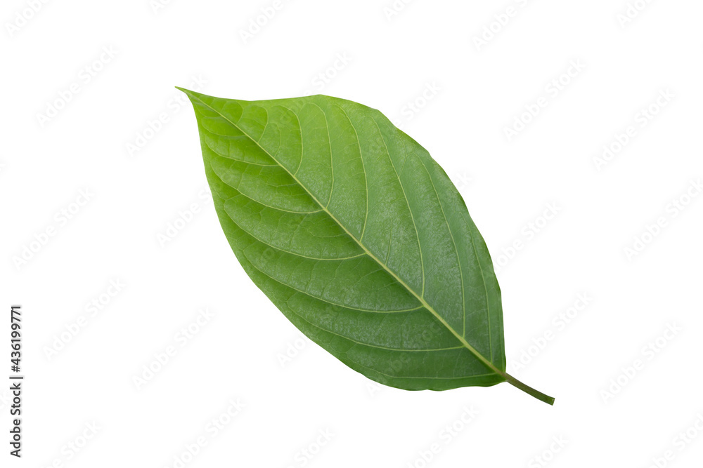 Fototapeta premium Small Green Leaves isolated on a white background with a clipping path.