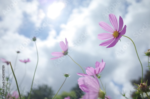 空にに向かって力強い花たち © kuki stock