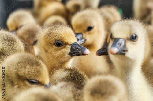 Little yellow goslings © IrinaK