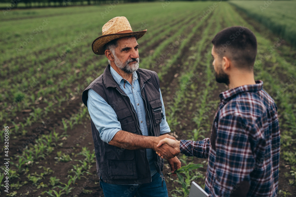 Fototapeta premium agricultural workers handshake on corn field
