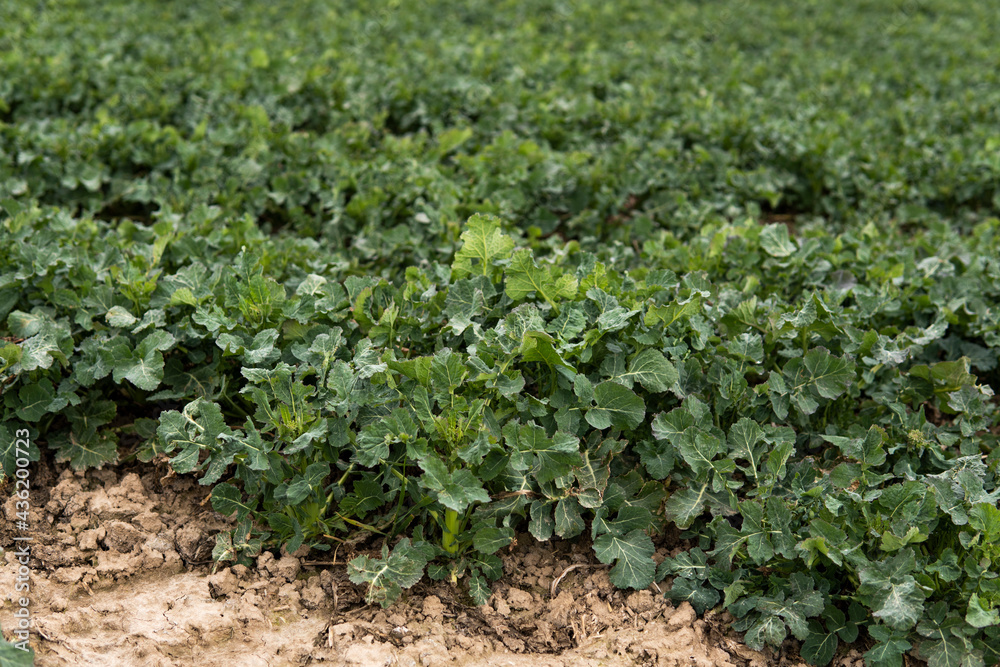 Close up of winter rape plants on a spring field. Agriculture, cultivating. Close up of winter rape plants on a spring field. Agriculture, cultivating.
