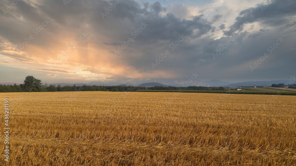 a cornfield in austria at sunset