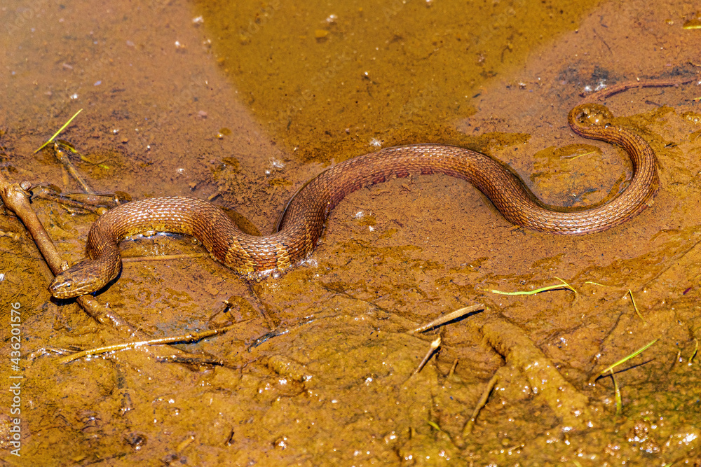 Fototapeta premium Brown Snake In The Pond