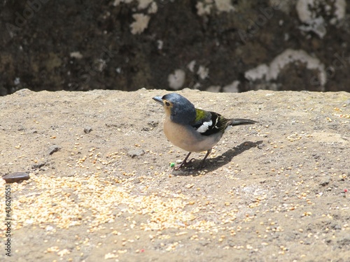Bird of Island of Madeira