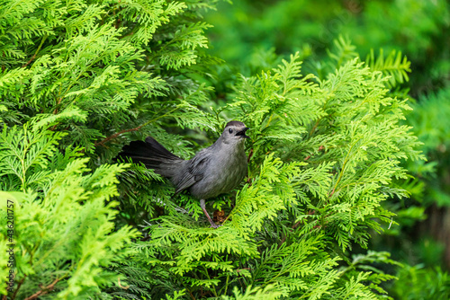 catbird in the bush photo