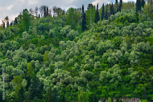 Russia. Kuznetsk Alatau, South of Western Siberia. Flowering cherry trees on the steep slopes of the rocky banks of the Tom River near the city of Mezhdurechensk.