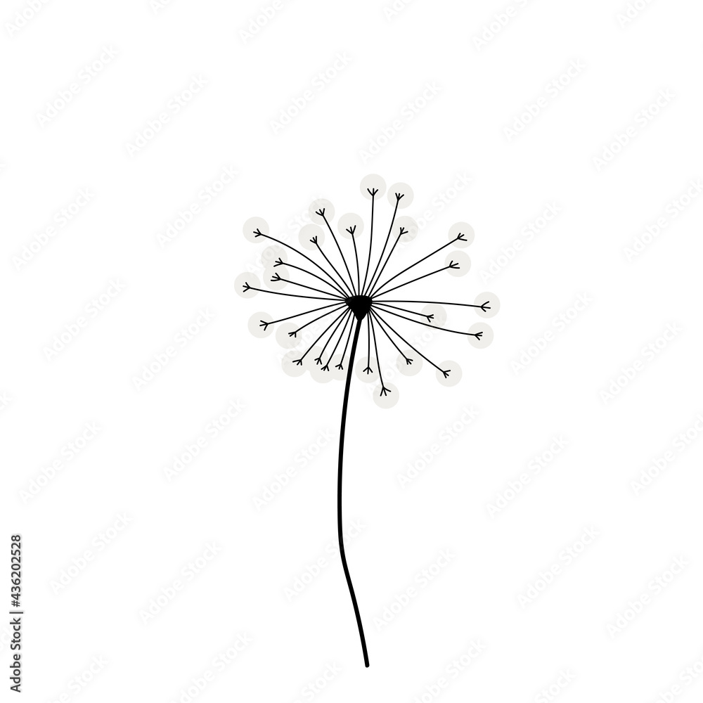 Dandelion vector. Dandelion isolated on white background as a template
