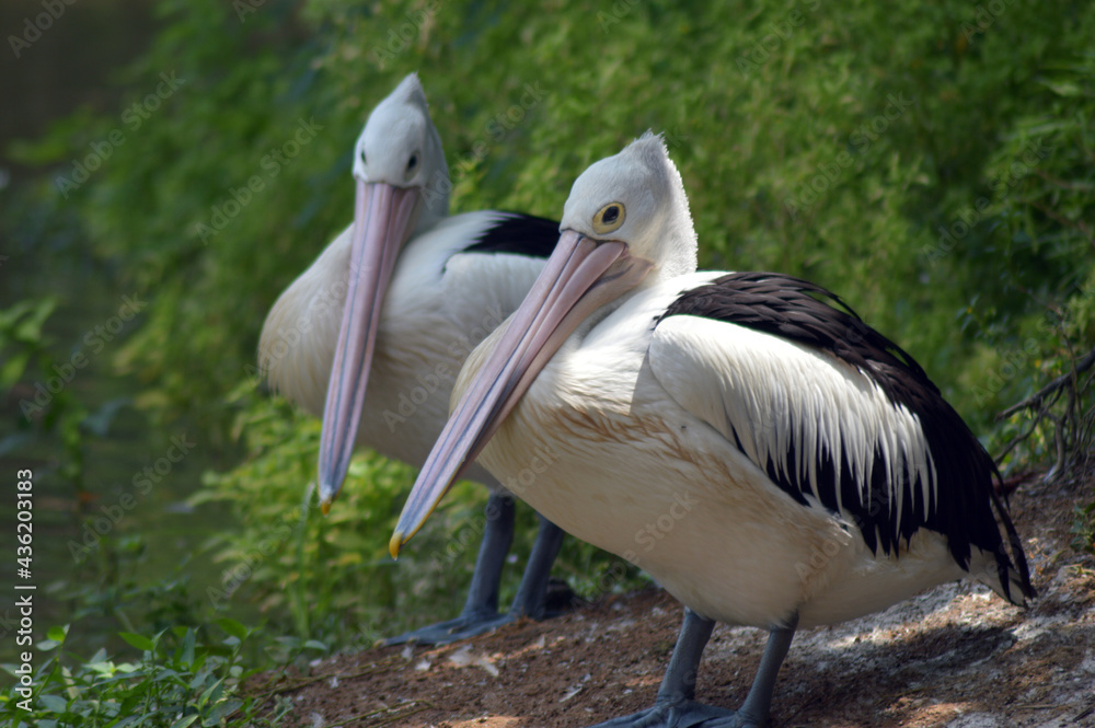 two pelicans brooding by the river two pelicans brooding by the river