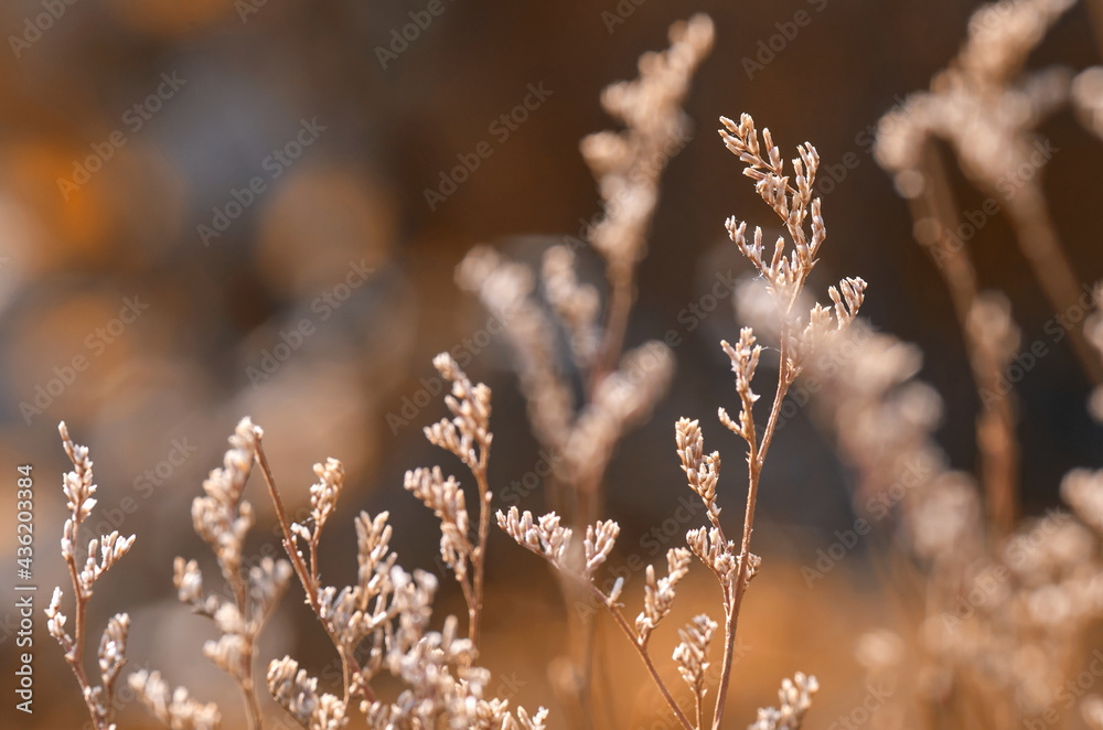 close-up view of the dry plant grass in autumn