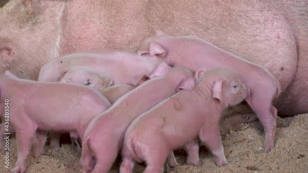 Baby piglets drinking from a mother pig Baby piglets drinking from a mother pig