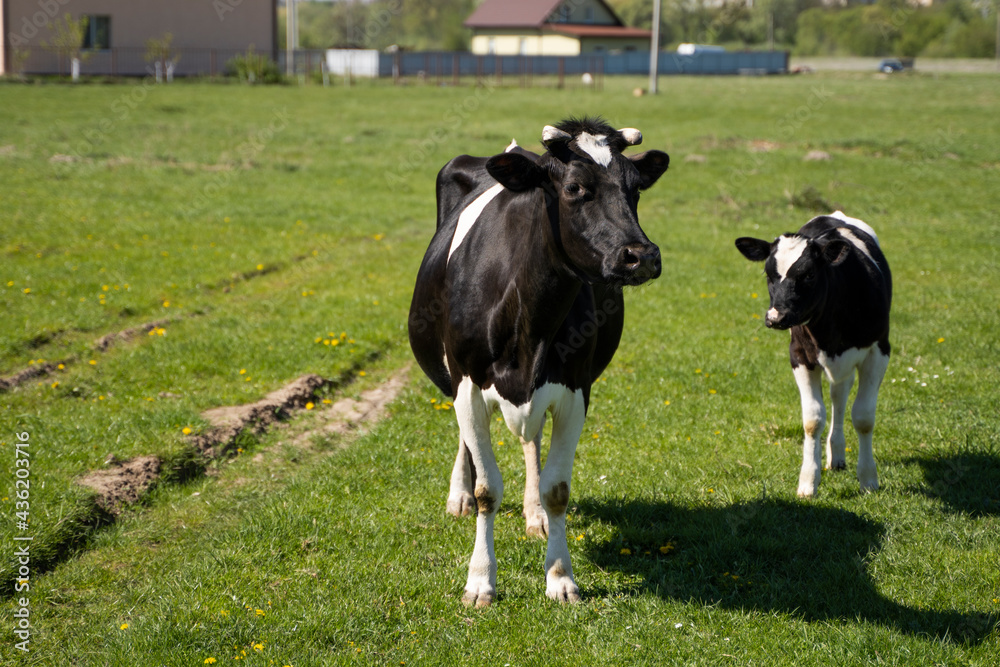 Black and white cow and calf on a summer pasture eats a grass.