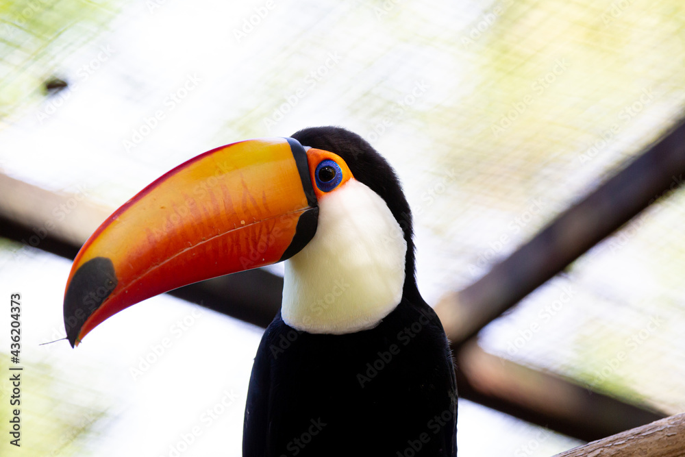 Obraz premium Lindo tucano colorido na arvore. 