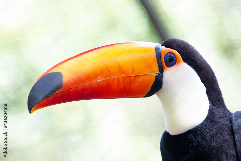 Fototapeta premium Tucano colorido olhando para tela numa arvore e seu fundo desfocado.