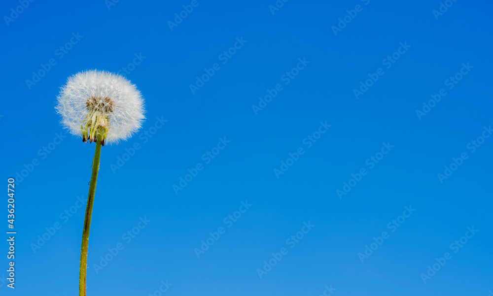 White fluffy lonely field dandelion stands against the blue spring sky White fluffy lonely field dandelion stands against the blue spring sky