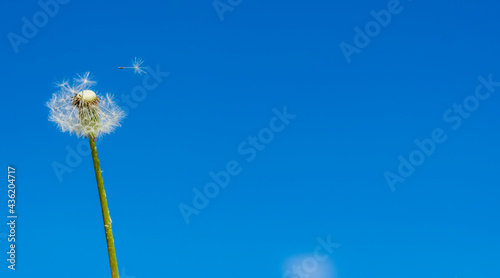 White fluffy lonely field dandelion  half flying around  and a parachute with a seed flies off from it against the background of a blue summer sky