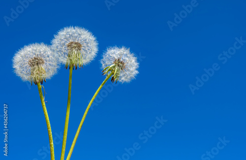 Three white field dandelions against a blue spring sky.
