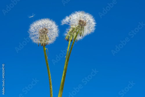 Three white field dandelions against a blue spring sky. One parachute with a seed got out of my head