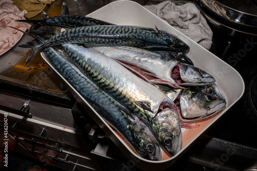 A new catch of mackerel, Scombridae, ready for cooking