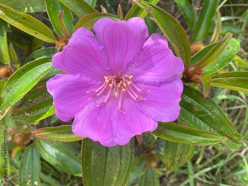 Single purple malabar melastome flower. photo