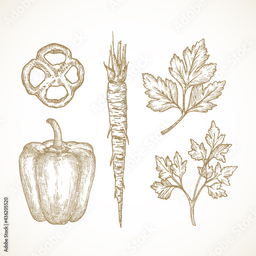 Hand Drawn Vegetables and Herbs Vector Illustrations Collection. Parsley Leaves and Root and Bell Pepper Sketches Set. Natural Food Doodles. Isolated