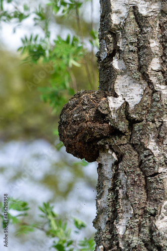 Chaga (Inonotus obliquus) a fungus, parasite, on birch trees. The mushroom can be boiled or dried and used as a health food. Blurred background, copy space with place for text.