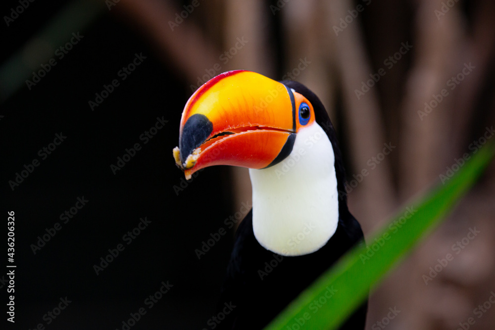 Naklejka premium Lindo tucano colorido na arvore.