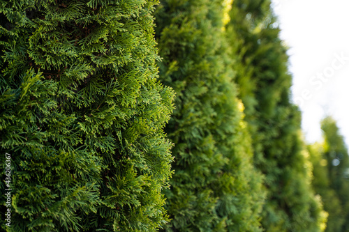 Green hedge of thuja trees. Closeup fresh green branches of thuja trees. Evergreen coniferous Tui tree. Nature, background.