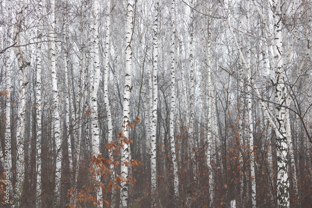 Young birch with black and white birch bark in spring in birch grove against background of other birches