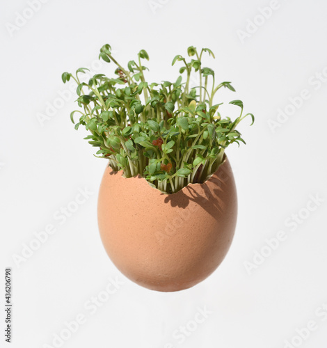 Cress, seedling, Lepidium sativum, egg