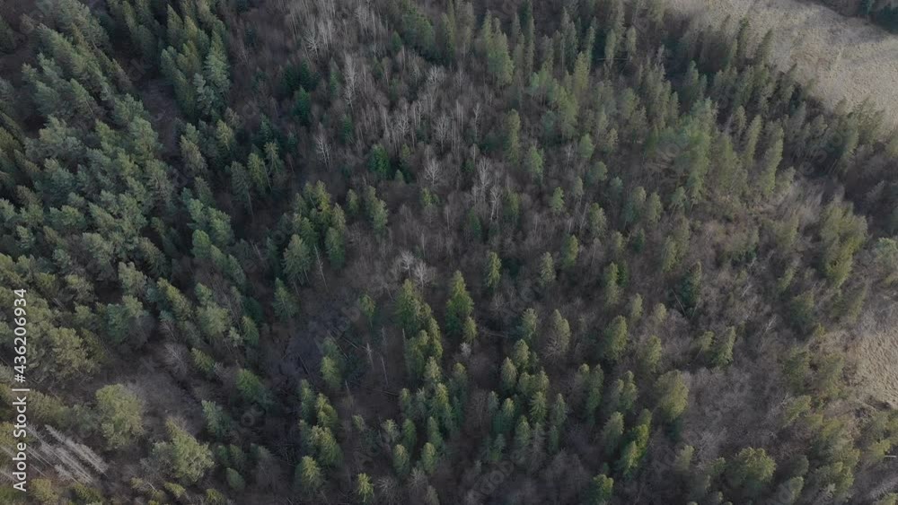 Aerial view. Forest with green coniferous trees on a cloudy spring day. Natural landscape.