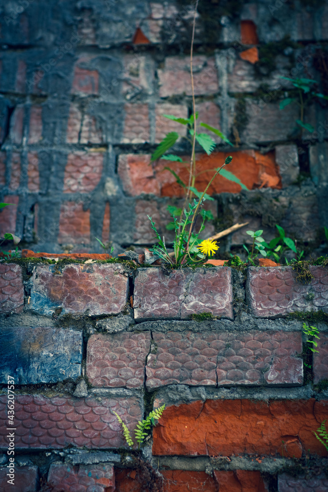 Brick wall in different colors and shades. Red to purple. Fern leaves are green with a shade of yellow. Traces of cement mortar are visible on the wall