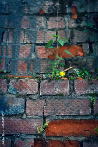 Brick wall in different colors and shades. Red to purple. Fern leaves are green with a shade of yellow. Traces of cement mortar are visible on the wall