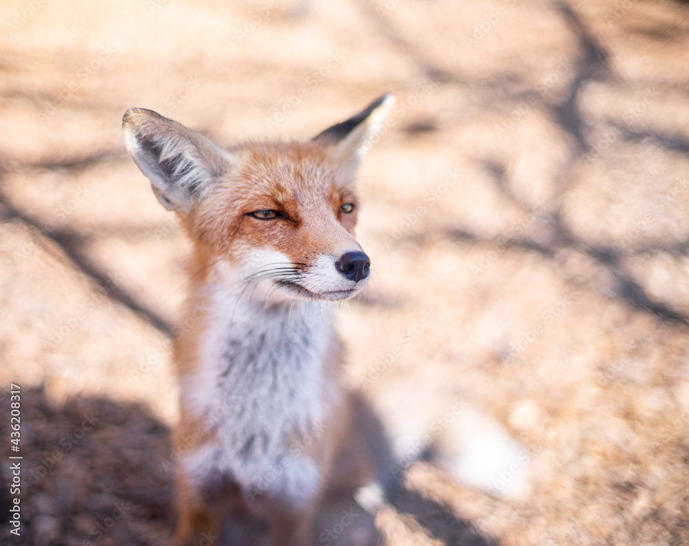 Fototapeta premium Red fox face close up. Blurred autumn nature at the background.