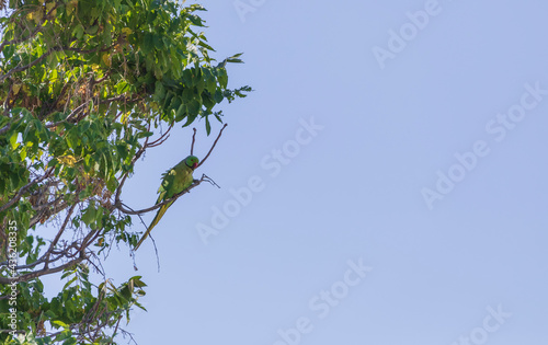 Indian ringed parrot sittin...