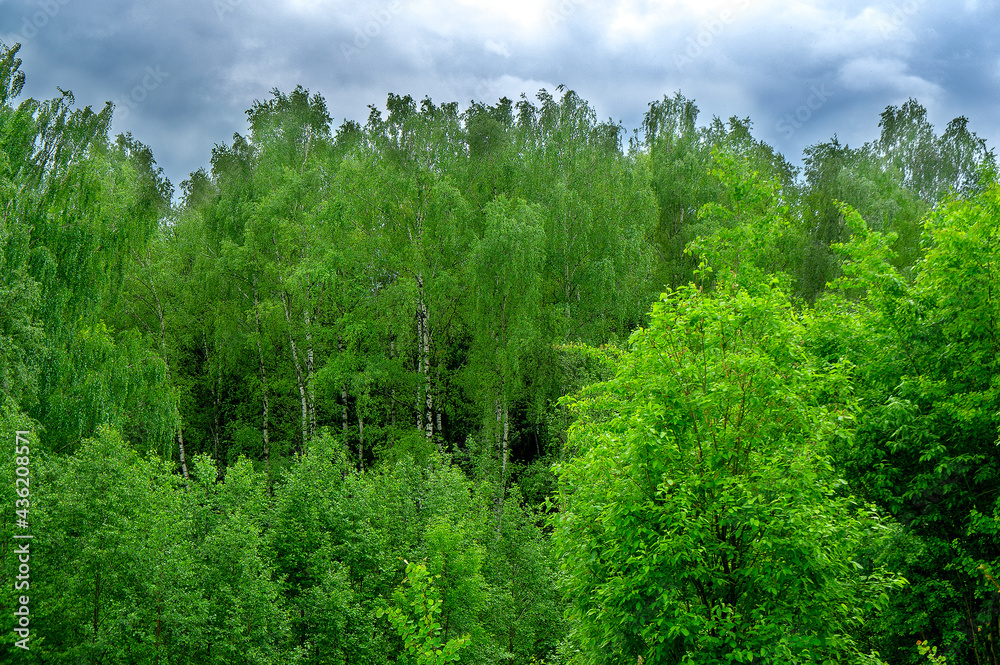 Fototapeta premium Russia forest general plan on the background of a gloomy sky