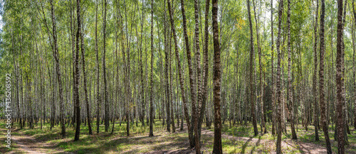 Beautiful autumn birch forest.