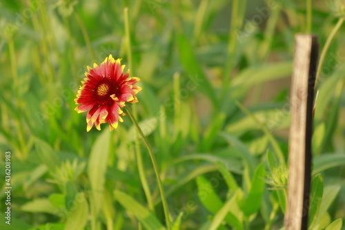 red daisy flower